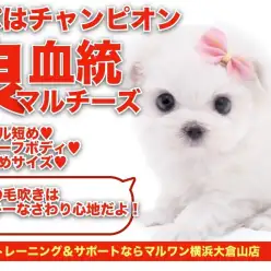 【 マルチーズ 】パパはチャンピオン！将来有望なマズル短めのドワーフボディ！