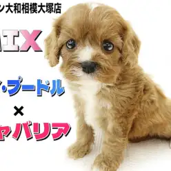 【 MIX 】優しい性格と綺麗なルビー色が愛らしい！大人気ミックス犬キャバプー！