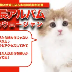 【 ノルウェージャンアルバム 】超絶こってり系甘えん坊の成長記録