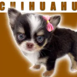 【 チワワ 】チョコタン&ブルーアイズ！マルワンプレミアムの驚異の可愛さ！