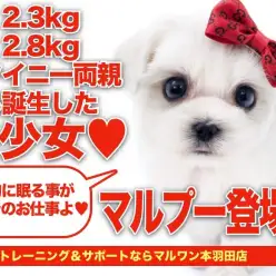【 マルプー 】父2.3kg・母2.8kgのタイニー家系から誕生したMIXちゃん