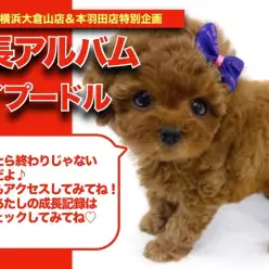 【 トイプーちゃんの成長アルバム 】目を離せないトイプードルちゃんの成長記！