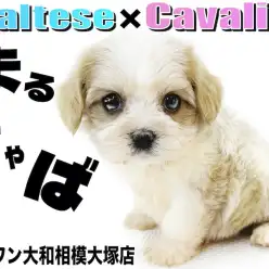 【 MIX 】クリーミーな毛色がキュートなマルキャバ!次世代の人気ミックス犬!