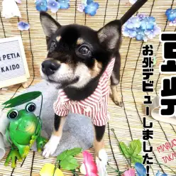 【 豆柴 】お外デビューしました！