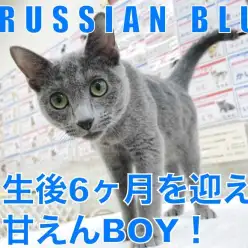 【 ロシアンブルー 】6カ月を迎えた甘えん坊のイケメンロシちゃん！