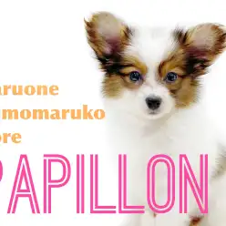 【 パピヨン 】華やかな印象のマーブル模様が特徴的！天真爛漫でフレンドリーな性格