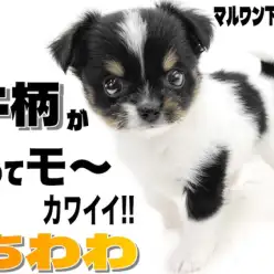 【 チワワ 】牛柄模様がチャームポイント！とってモ〜カワイイ小さめサイズの女の子