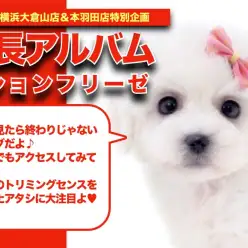 【 ビションフリーゼ成長アルバム 】お手入れセンス抜群の女の子の成長期！