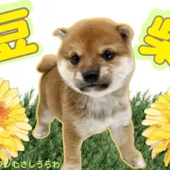 【 豆柴 】むちコロボディと丸いお顔の男の子！人気の理由は飼いやすさ