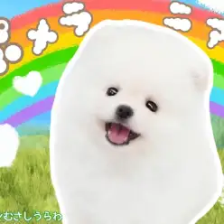 【 ポメラニアン 】みんなのアイドル登場！ふわっふわにくりくりの瞳の男の子