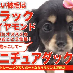 【 ミニチュアダックス】輝く被毛はブラックダイヤモンド！可愛さ満点の女の子！