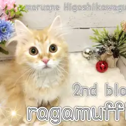 【 ラガマフィン 】生後5ヶ月を迎えイケメン度UPのラガマフィンくんにご注目！