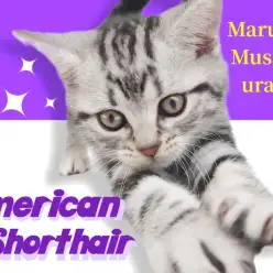 【 アメリカンショートヘア 】イケメンは一味違う！柄も性格も魅力たっぷりな男の子