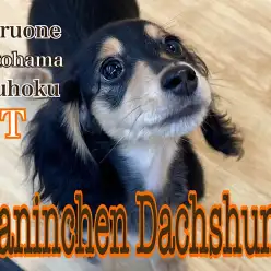 【 カニンヘンダックス 】優しい顔立ちダックスの女の子、生後3ヶ月