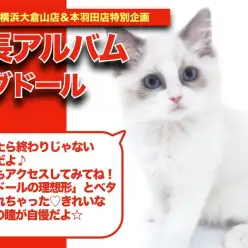 【 ラグちゃんの成長アルバム 】理想形とべた褒めされちゃうラグドールちゃんの成長記!