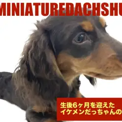 【 ミニチュアダックスフント 】6ヶ月を迎えイケメンに成長中！