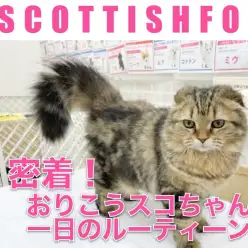 【 スコティッシュフォールド 】6ヵ月のスコちゃんの一日のルーティーン！
