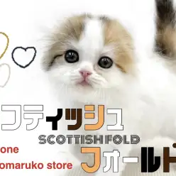 【 スコティッシュフォールド 】三毛のキャリコ猫！可愛さと癒しを詰め込んだ女の子