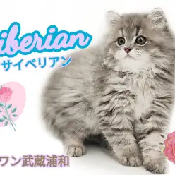 【 サイベリアン 】魅惑のもふもふボディ！上品なお膝猫ちゃん登場！