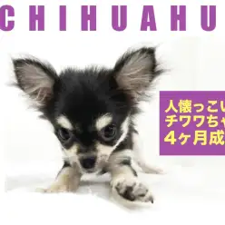 【 チワワ 】生後4ヶ月！人懐っこさ抜群の女の子！