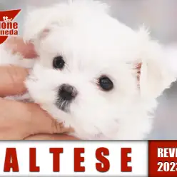 【 マルチーズ 】短足キュートなマルチーズちゃん！シルキープリンセスの登場！