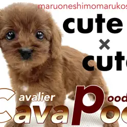 【  MIX  】両親はキャバリアとトイプードル!誰からも愛される優しい女の子