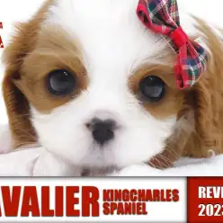 【 キャバリア 】どんな家庭にもマッチ！最も性格の良い犬種とはまさにこの子！