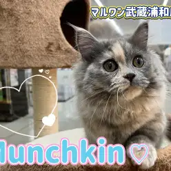 【 マンチカン 】生後約8ヶ月になってさらに甘えん坊なマンチカンちゃん！