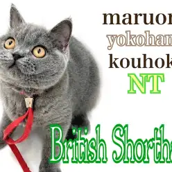 【 ブリティッシュショートヘア 】NT店の人気者、ブリちゃん生後6ヶ月