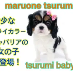 【 キャバリア 】温厚な性格！希少なトライカラー！美しき3色の被毛！