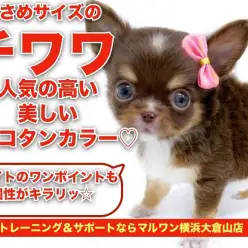 【 チワワ 】ホワイトのポイントで個性がキラリ!小さめサイズのチョコタン!
