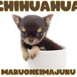 【 チワワ 】生後58日体重454g！ティーカップサイズのプレミアムな女の子！