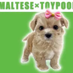 【 MIX・マルプー 】鶴見店人気NO.1のキャラメルカラーのゲキカワわんこ！