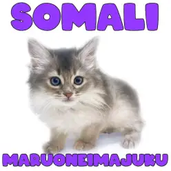 【 ソマリ 】目ヂカラ最強のソマリブルー！初心者必見の甘えん坊代表ニャンコ！