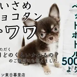 【 チワワ 】ペットボトルよりも小さめなチョコレートガール！1ヶ月の飼育費用は？