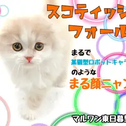 【 スコティッシュフォールド 】まるで某キャラクター!丸い頭の垂れ耳猫