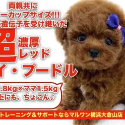 【 トイプードル 】両親ティーカップサイズ！小さめサイズの超濃厚レッドカラー！