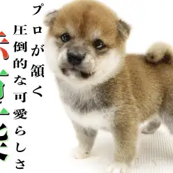 【 豆柴 】マルワンプレミアム認定！プロが認めた圧倒的に可愛らしい絶対的存在！