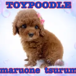【 トイプードル 】究極の可愛さを持つ、濃いめのレッドプードルちゃん降臨！！