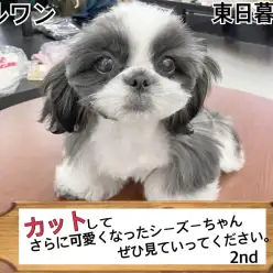 【 シーズー 】カットしてさらに可愛くなったシーズーちゃん