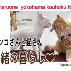 【 お役立て情報 】ワンコさんと猫さんの多頭飼い