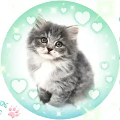 【 サイベリアン 】史上最高のもふもふ！王子様フェイスの甘えんぼ！