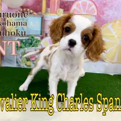 【 キャバリア 】すくすく成長中のキャバリアの女の子、生後3ヶ月