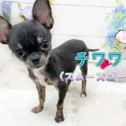【 スムースチワワ 】極小サイズほぼ確定？！小さいだけではない優等生スムチ