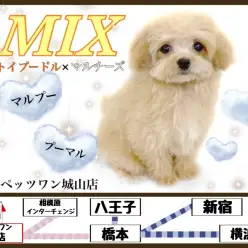 【 MIX 】共に毛の抜けにくい犬種の中で人気の両親を持つMIX