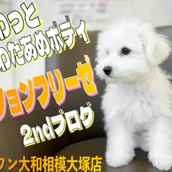 【 ビションフリーゼ 】夢見るアフロ犬!元気100%ビションフリーゼの2nd記事
