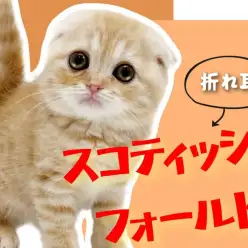 【 スコティッシュフォールド 】希少な折れ耳！愛らしさ満点の癒し系にゃんこ