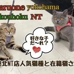 【 お役立て情報 】港北NT店人気猫種と在籍猫さんのご紹介