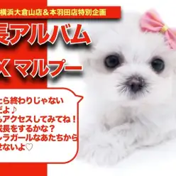 【 マルプーちゃんの成長アルバム 】大きな瞳がチャームポイントなマルプーちゃんの成長記！