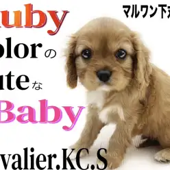 【 キャバリア 】宝石の様に美麗なルビーの毛色を持つ愛しさ溢れる癒し系！